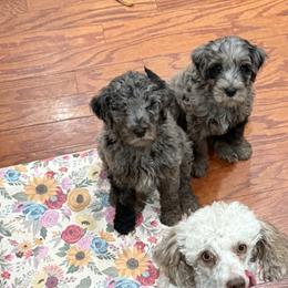Bearded Retrievers, Goldendoodles, and Labradoodles from Wilson Family Companions