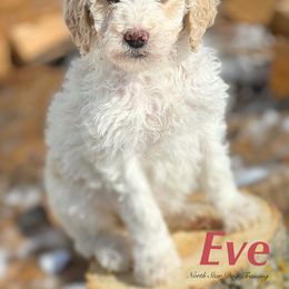 Eve - Goldendoodle puppy in Lancaster, Minnesota from North Star Dog Training