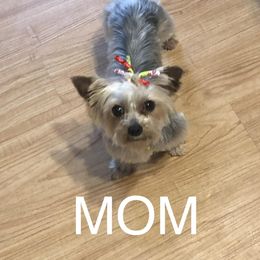 Dandy - Yorkshire Terrier