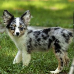 Toy Australian Shepherd puppies from Fine Hill Miniature Americans