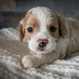 Blenheim Boy - Blenheim male Cavapoo puppy in San Diego, California from WW Cavapoos