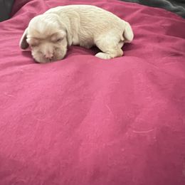Cocker Spaniel Puppies from Ileana Madrigal