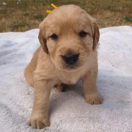 Husk- Yellow collar (4th pick male) - Golden male Golden Retriever puppy in Tenino, Washington from Oak River Goldens'
