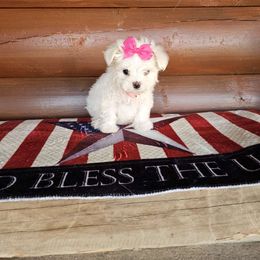 April - Maltese puppy from PBJ Farms
