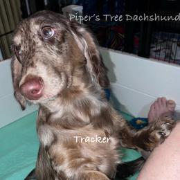 TRACKER - Dapple male Dachshund puppy in Shelton, Connecticut from Piper’s Tree Dachshunds