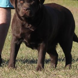 Ladybug - Labrador Retriever