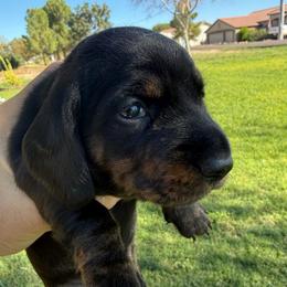 Black and tan with Brindle points girl - Black and tan female Dachshund puppy in Buckeye, Arizona from Ryder's Roundup