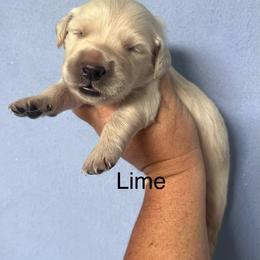 Lime - Light golden female Golden Retriever puppy in Jesup, Georgia from Painted Platinum Retrievers (Painted Platinum Kennel) PPK