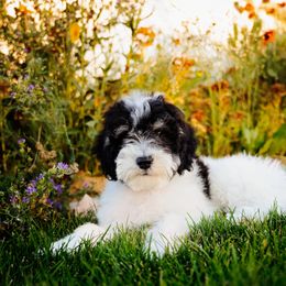 Bernedoodle, Goldendoodle, Poodle, and Sheepadoodle Puppies from Northwest Pups