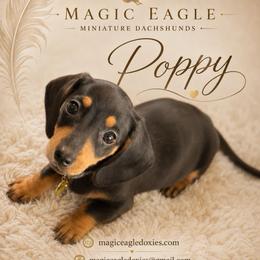 Poppy - Black and tan female Dachshund puppy in Shawnee, Oklahoma from Magic Eagle Miniature Dachshunds