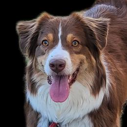 Zuca - Australian Shepherd