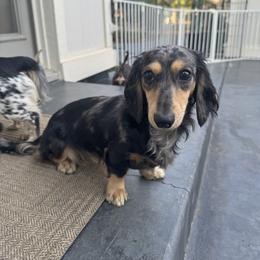 Georgia - Dachshund