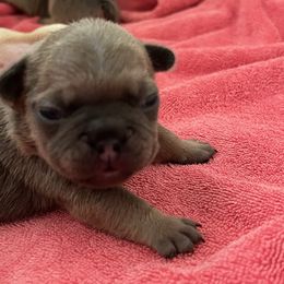 French Bulldog Puppies from Lazy Daisy