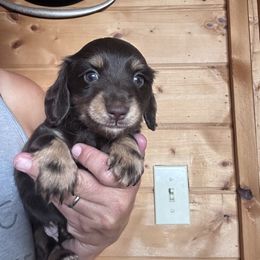 Nova - Chocolate and tan female Dachshund puppy in Cheyenne, Wyoming from Great Basin Hounds