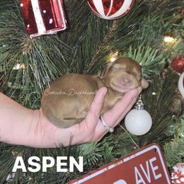 Aspen - Red female Dachshund puppy in Huntington, Texas from Camacho_Dachshunds