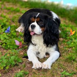 Cavalier King Charles Spaniel, Cavapoo, and Poodle Puppies from Mario’s Pups