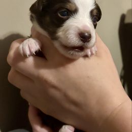 Cinnamon - Red & white female Toy Australian Shepherd puppy in Princeton, Louisiana from Legacy Hill Aussies