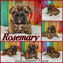 Bulldog Puppies from Bullberry Farm