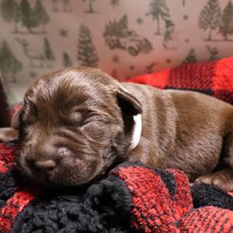 Muff - Chocolate female Labrador Retriever puppy in Camden, Indiana from Camden's Caring Canines