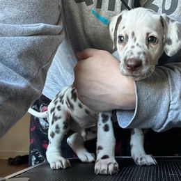 Prince - White and liver brown Dalmatian puppy in Richmond, Virginia from Darrfield