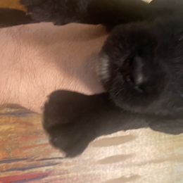 Goldendoodle Puppies from Golden GoldenDoodles