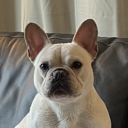 Rose - French Bulldog
