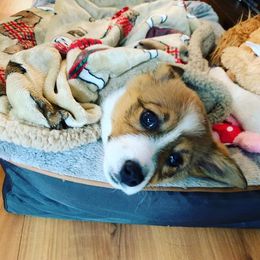 Cardigan Welsh Corgi and Pembroke Welsh Corgi Puppies from Glen Clova Keep Corgis