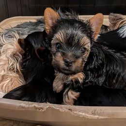 Kase - Black and tan male Yorkshire Terrier puppy in Gatesville, Texas from KontryKritterz Yorkies