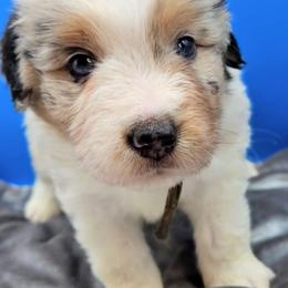 Grey Collar BMM - Blue merle male Miniature American Shepherd puppy in Lexington, Kentucky from Deuce's Den