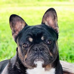 Star - French Bulldog