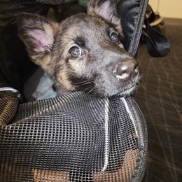 German Shepherd and Pembroke Welsh Corgi Puppies from Tiny Titans K9