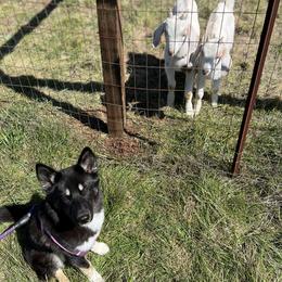 Siberian Huskies from The Flying Husky Kennel