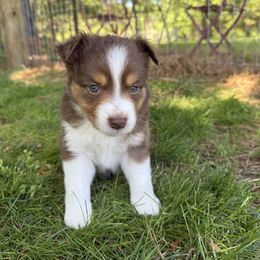 Miniature Australian Shepherd Puppies from Wishing Tree Minis
