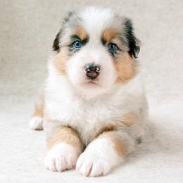 Revere - Blue merle male Australian Shepherd puppy in Aberdeen, North Carolina from Huckleberry Hill Aussies LLC.