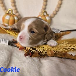 Cookie - Fawn sable female Havanese puppy in Trinity, Alabama from Tooties Cuties Havanese