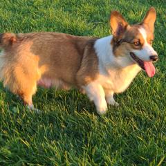 Willow - Pembroke Welsh Corgi