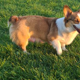 Willow - Pembroke Welsh Corgi