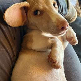 Rue - Dachshund