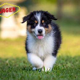 Wager - White Boy - Black tri-color male Australian Shepherd puppy in Victoria, Texas from Rocking Diamond/Point Break