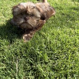 Shih Tzu Puppies from Imperial Paws by K&M