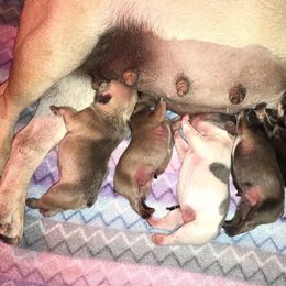 French Bulldog Puppies from Golden Oak Gypsy