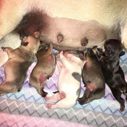 French Bulldog Puppies from Golden Oak Gypsy