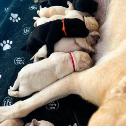 Labrador Retriever Puppies from Krys Ruth
