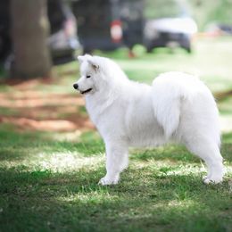 Samoyed All Grown Up from Snopeak Samoyeds