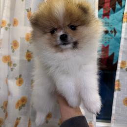 Molly - Orange parti female Pomeranian puppy in Corydon, Indiana from Kortes Pomeranians