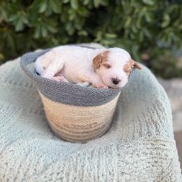 Gregory - Parti male Goldendoodle puppy in Barstow, California from Golden Desert Doodles