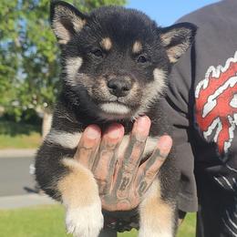 Lincoln - Black and tan male Shiba Inu puppy in Moreno Valley, California from SoCal ShibaInu