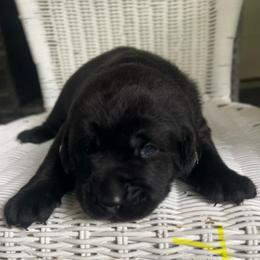 Yellow - Black male Labrador Retriever puppy in Monticello, Georgia from Hollow Meadows Retrievers