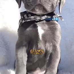 Massimo - Gray male Cane Corso puppy in Hayward, California from Grande Kennels