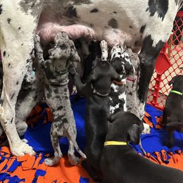 Great Dane Puppies from Skye Blue Dane Farm